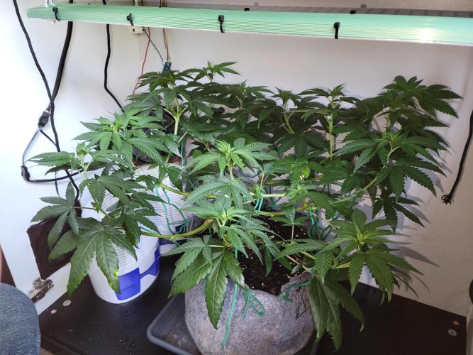 Lemon Orange. New favourite!. Week 6