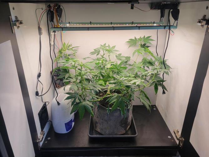 Lemon Orange. New favourite!. Week 9