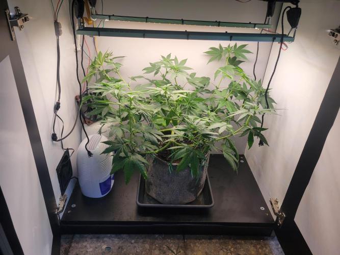 Lemon Orange. New favourite!. Week 9