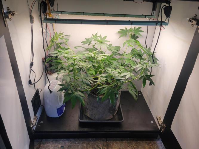 Lemon Orange. New favourite!. Week 9