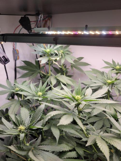 Lemon Orange. New favourite!. Week 10