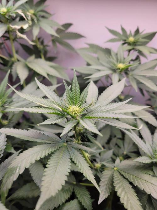 Lemon Orange. New favourite!. Week 10