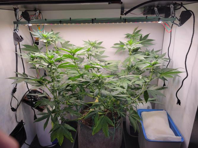 Lemon Orange. New favourite!. Week 10