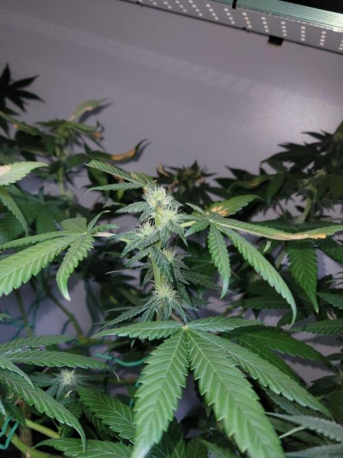 Lemon Orange. New favourite!. Week 11