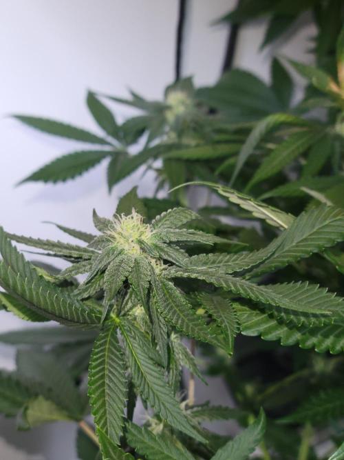 Lemon Orange. New favourite!. Week 11