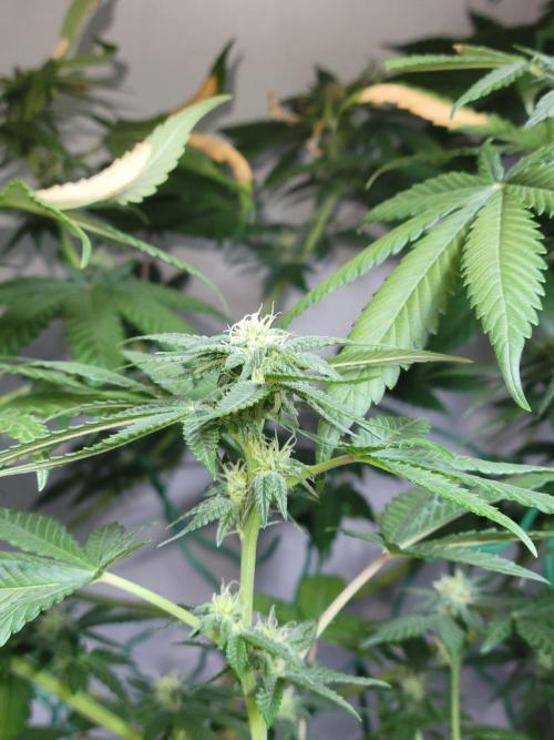 Lemon Orange. New favourite!. Week 11