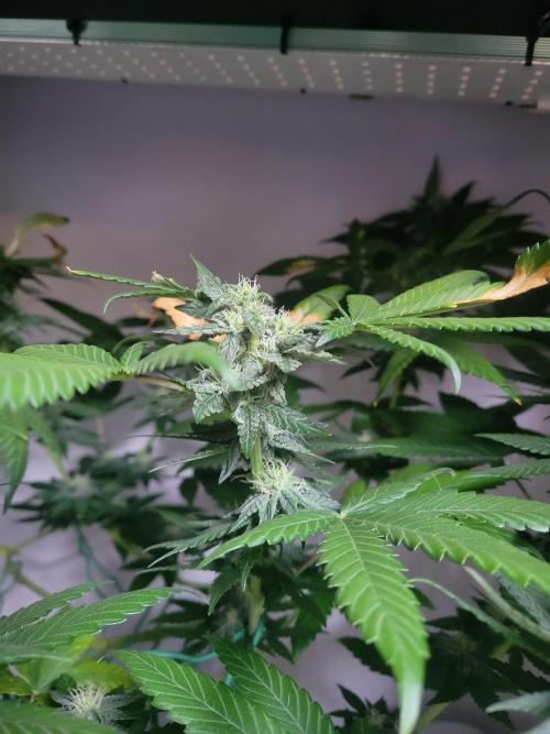 Lemon Orange. New favourite!. Week 11