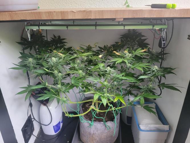 Lemon Orange. New favourite!. Week 11