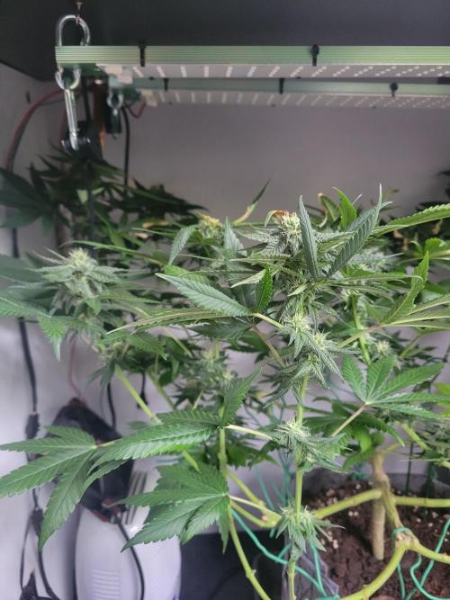 Lemon Orange. New favourite!. Week 11