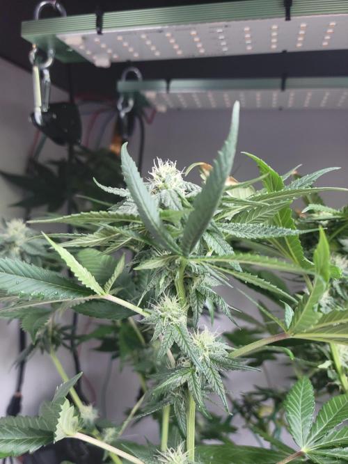 Lemon Orange. New favourite!. Week 11