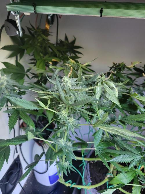 Lemon Orange. New favourite!. Week 12