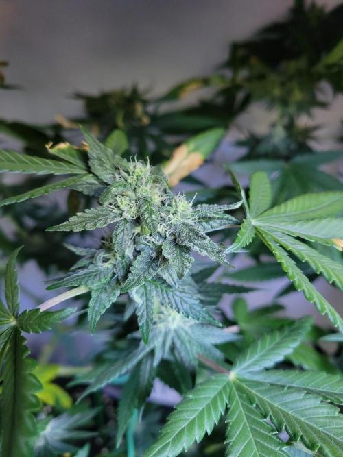 Lemon Orange. New favourite!. Week 12