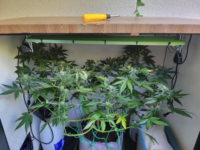 Lemon Orange. New favourite!. Week 12