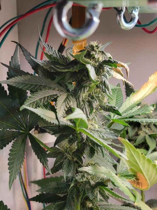 Lemon Orange. New favourite!. Week 13