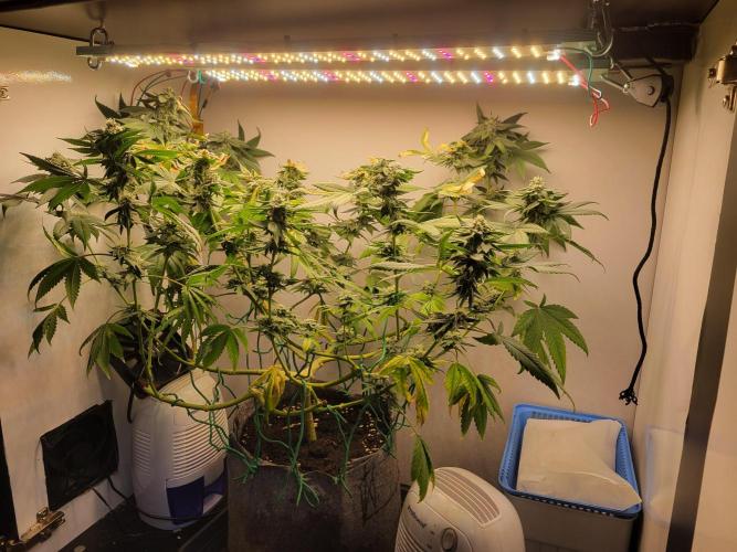 Lemon Orange. New favourite!. Week 13