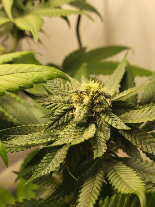 Lemon Orange. New favourite!. Week 13