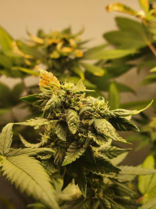 Lemon Orange. New favourite!. Week 13