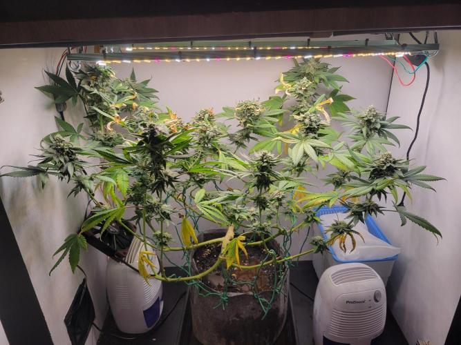 Lemon Orange. New favourite!. Week 14