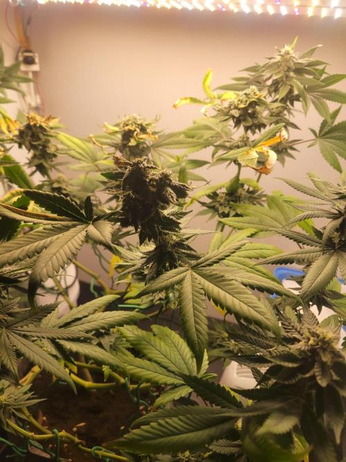 Lemon Orange. New favourite!. Week 14