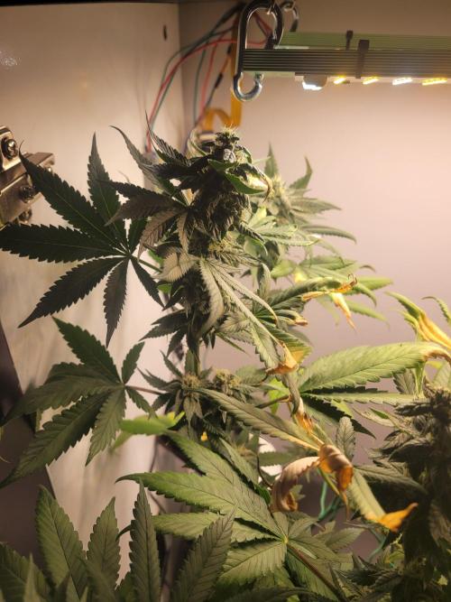 Lemon Orange. New favourite!. Week 14