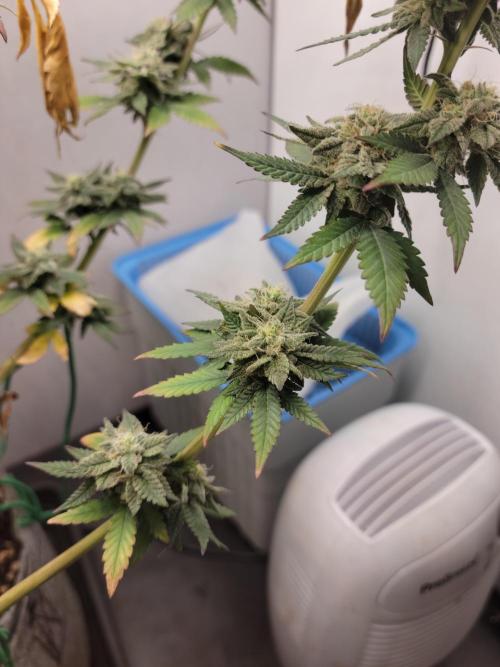 Lemon Orange. New favourite!. Week 15