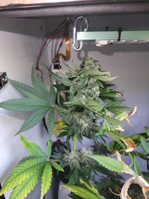 Lemon Orange. New favourite!. Week 15