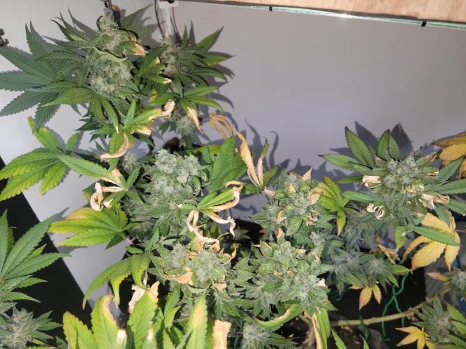 Lemon Orange. New favourite!. Week 15