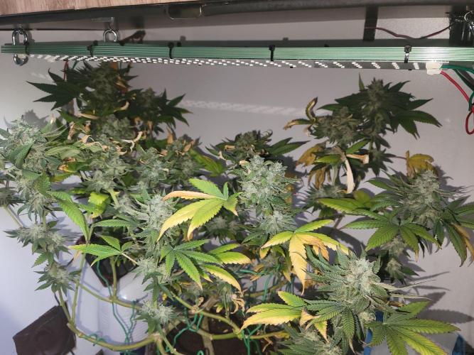 Lemon Orange. New favourite!. Week 15