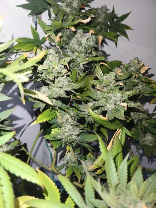 Lemon Orange. New favourite!. Week 15