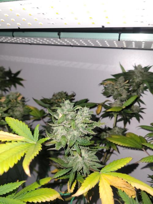 Lemon Orange. New favourite!. Week 15