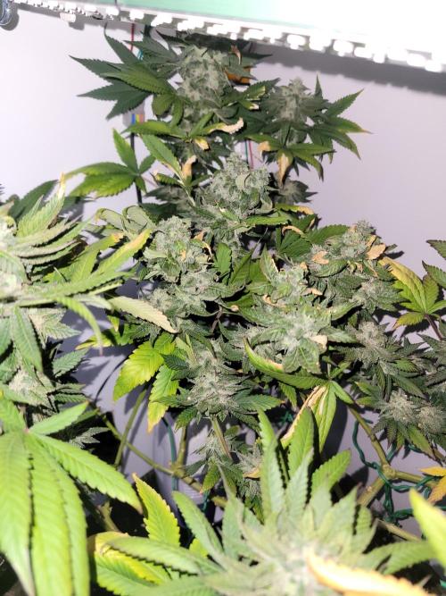 Lemon Orange. New favourite!. Week 15