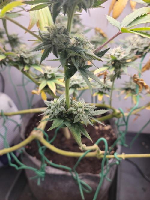 Lemon Orange. New favourite!. Week 15