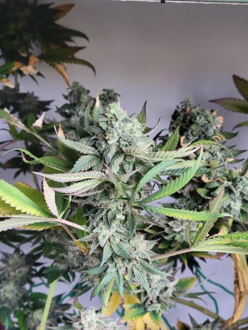 Lemon Orange. New favourite!. Week 16