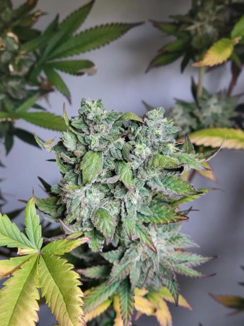 Lemon Orange. New favourite!. Week 16