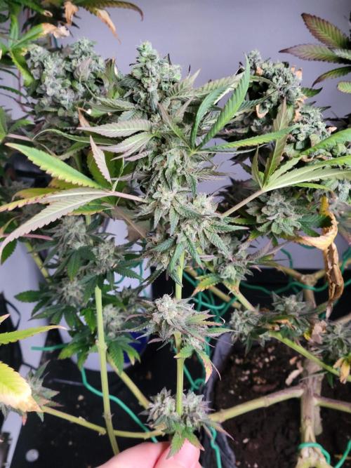 Lemon Orange. New favourite!. Week 16