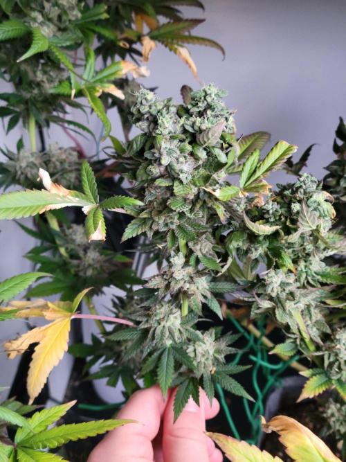 Lemon Orange. New favourite!. Week 16