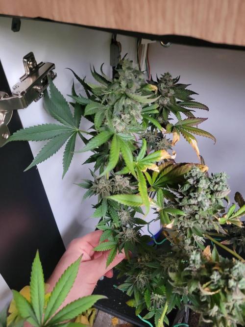 Lemon Orange. New favourite!. Week 16