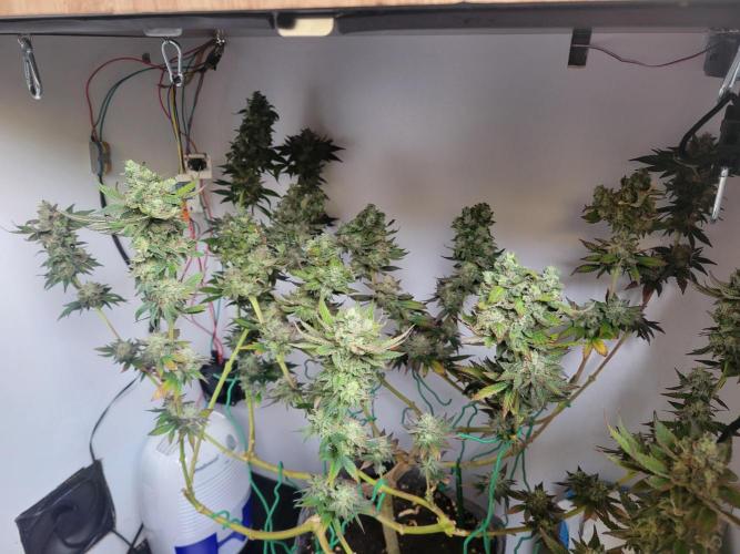 Lemon Orange. New favourite!. Week 16