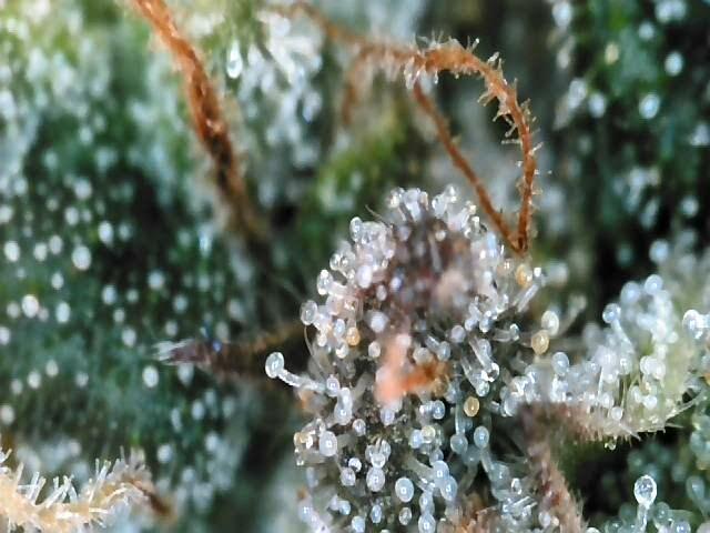 Lemon Orange. New favourite!. Week 16