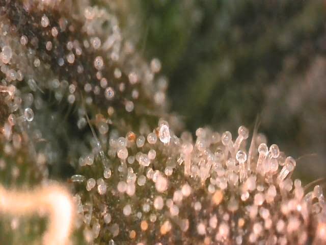 Lemon Orange. New favourite!. Week 16