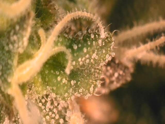 Lemon Orange. New favourite!. Week 16