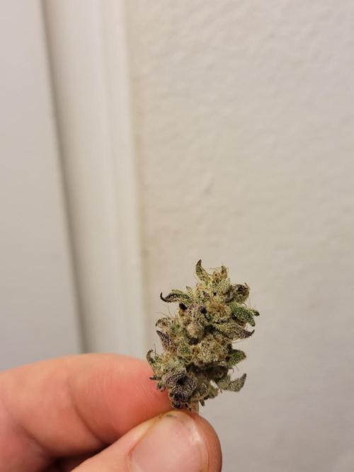 Lemon Orange. New favourite!. Week 17