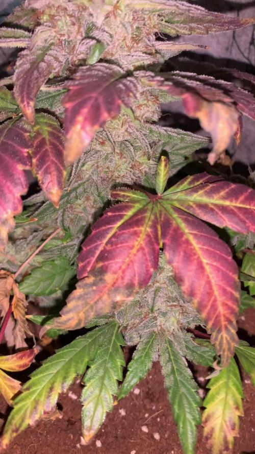 Mephisto Pinot Noir