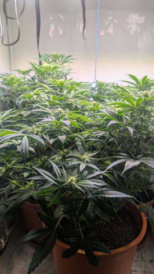 Blue Gem und White Gushers #33. Week 8 - Hinten links: White Gushers 33, die anderen beiden sind Blue Gem 