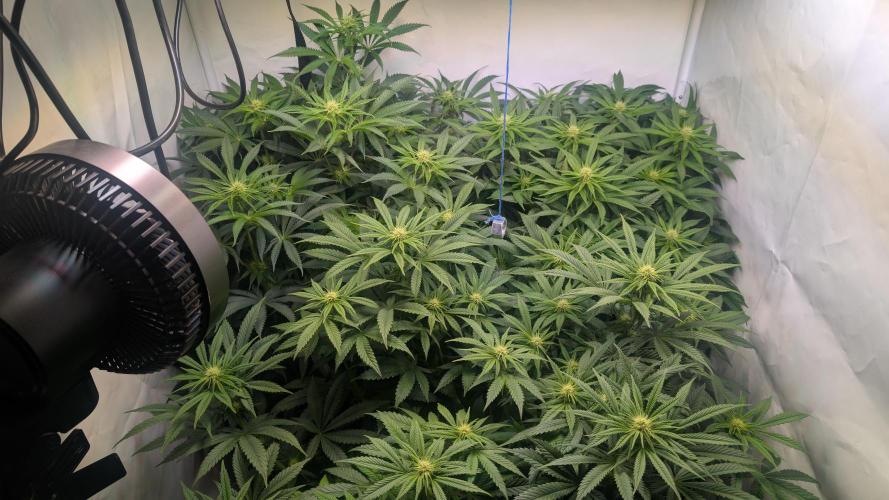 Blue Gem und White Gushers #33. Week 8 - Hinten links White Gushers 33, die anderen beiden sind Blue Gem 