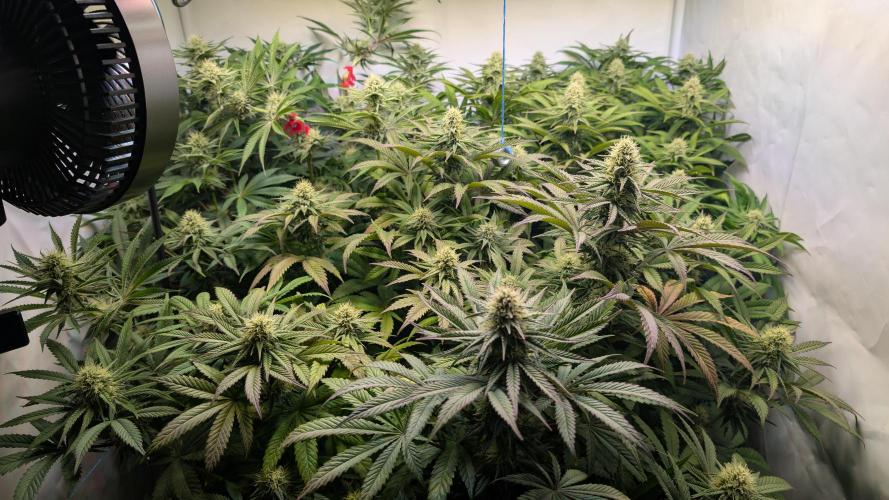 Blue Gem und White Gushers #33. Week 9