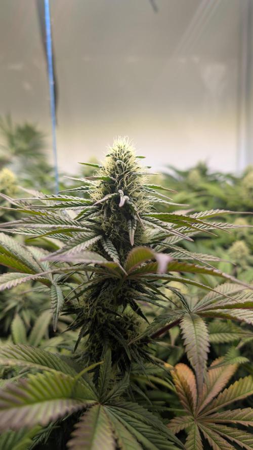 Blue Gem und White Gushers #33. Week 9 - Blue Gem #1