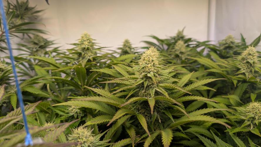 Blue Gem und White Gushers #33. Week 9 - Blue Gem #2