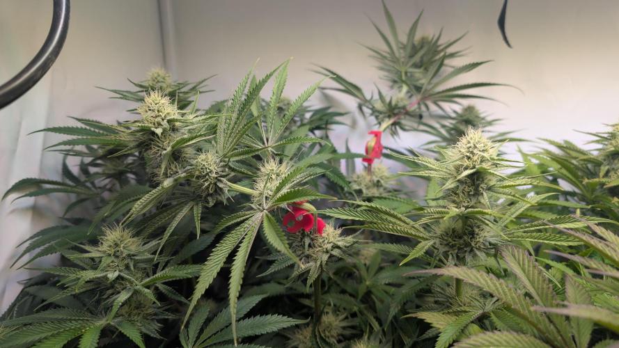 Blue Gem und White Gushers #33. Week 9 - White Gushers #33