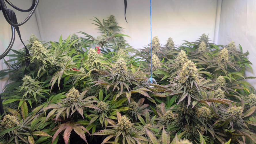 Blue Gem und White Gushers #33. Week 10